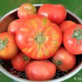 Three Types of Tomatoes Menorca