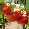 Homegrown Tomatoes Menorca
