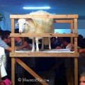 The Lamb under Vigil